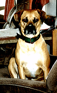 Charlee