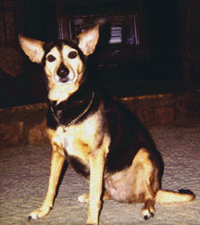 Dobie