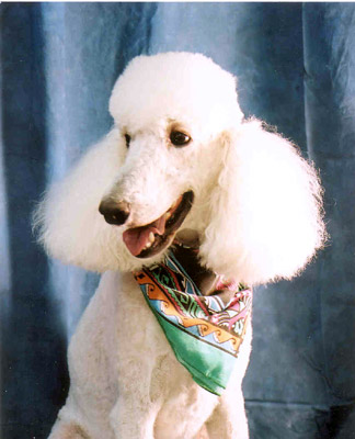 Logan's Summer Haircut