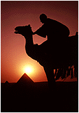 [ Camel Photo ]