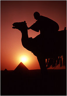 [ Camel Photo ]