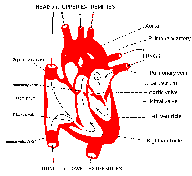 The structure of the heart and course of blood through the heart chambers.