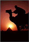 [ Camel Photo ]